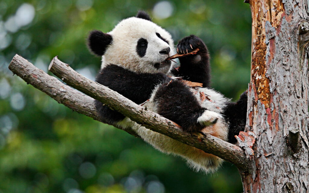 Cute Bears in Their Natural Habitat: A Captivating QHD Wallpaper Background Featuring a Panda on a Tree