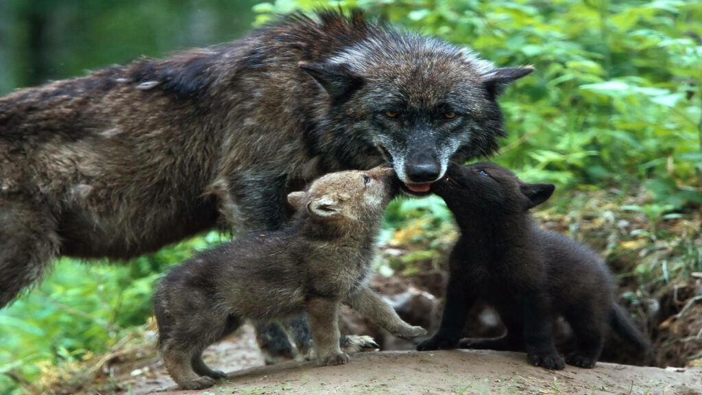 Adorable Wolf Pups with Mom in Lush Greenery - Heartwarming Wallpaper
