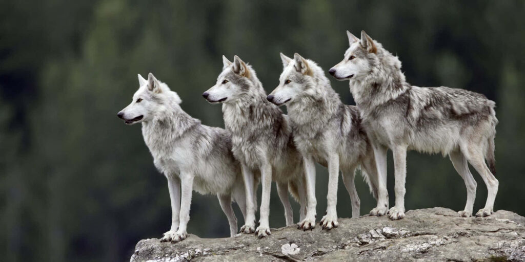 Cute Wolves on Rock in Lush Forest - Serene Wallpaper Background