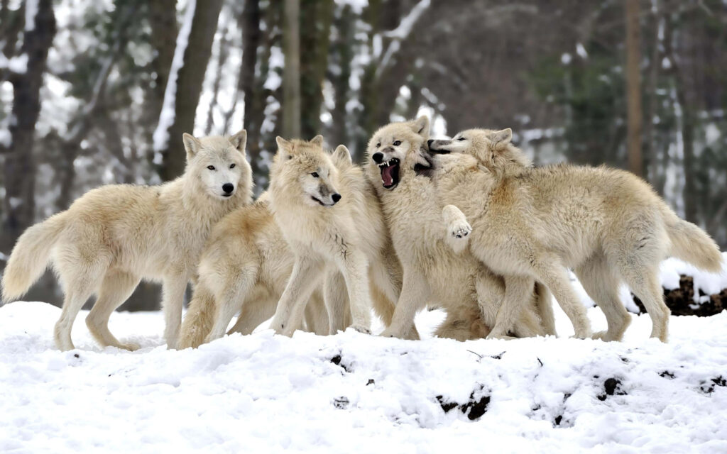 Cute Wolves in Snowy Landscape - Playful Unity Wallpaper