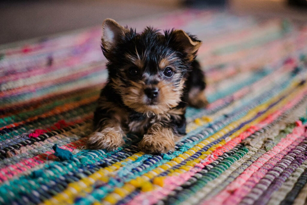 Cute Yorkie Puppy Relaxing on a Colorful Floor Rug - Adorable Scene Wallpaper