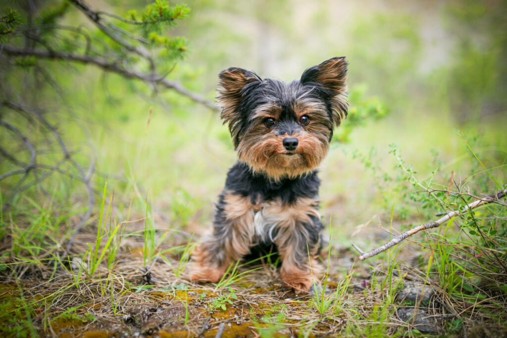 Cute Yorkshire Terrier Smirking in Lush Greenery - Wallpaper Background