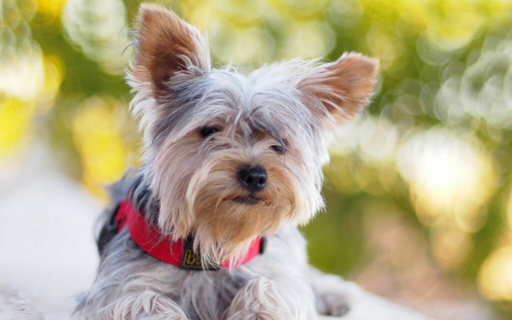 Adorable Yorkshire Terrier with Red Collar on Soft Focus Background Wallpaper