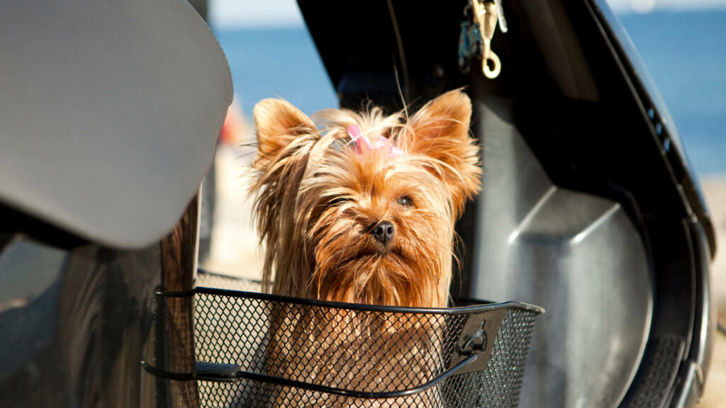 Adorable Yorkshire Terrier in a Basket: Scenic Car Ride Wallpaper