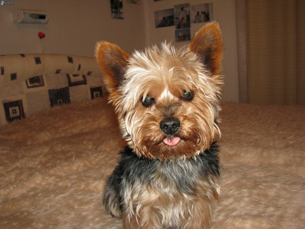 Cute Yorkshire Terrier on Fluffy Bed - Adorable Wallpaper Background