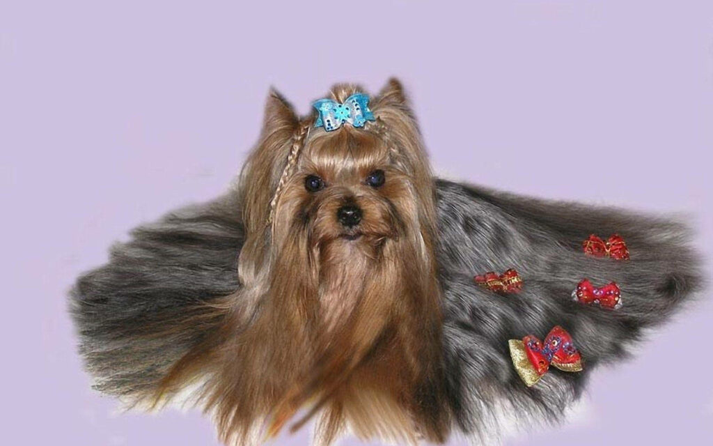 Elegant Yorkshire Terrier with Colorful Ribbons - Wallpaper Background