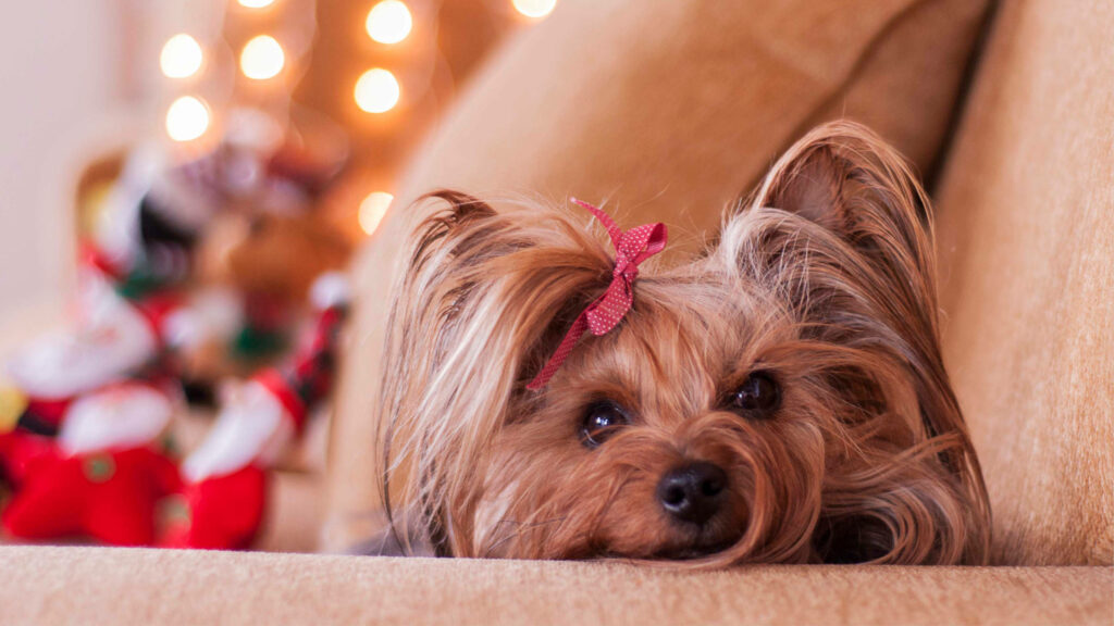 Cozy Christmas Yorkie with Red Ribbon on Sofa - Holiday Wallpaper