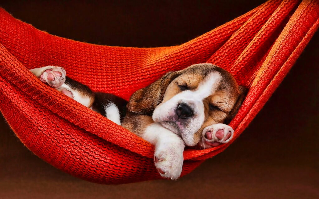 A Cute Beagle Puppy Rests in a Hammock for this HD Wallpaper