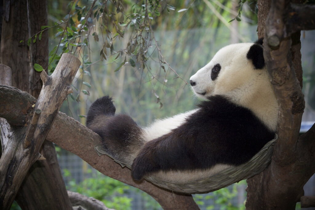 Cute and Funny Panda Bear Taking a Nap: Adorable HD Wallpaper Background