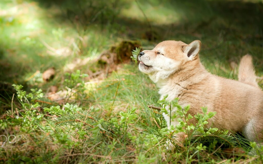 Cuteness Overload: HD Wallpaper Background Photo of Funny Shiba Inu Puppy, the Ultimate Pet Dog