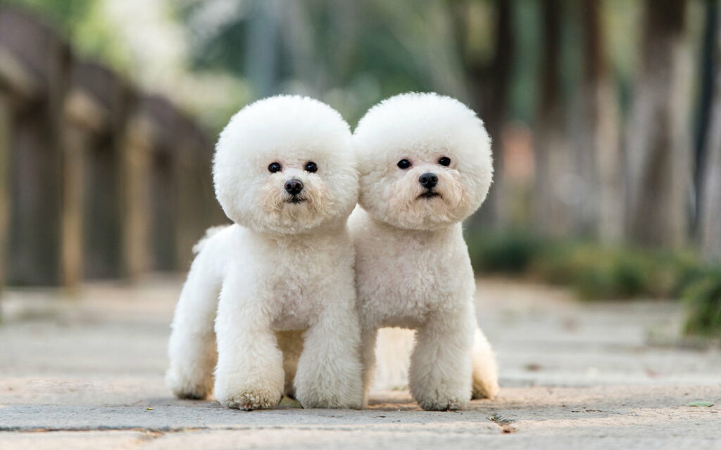 Quirky Poodle Pranks: A Hilarious HD Wallpaper Background of Cute and Funny White Poodle Dogs as Adorable Pets and Cute Animals !