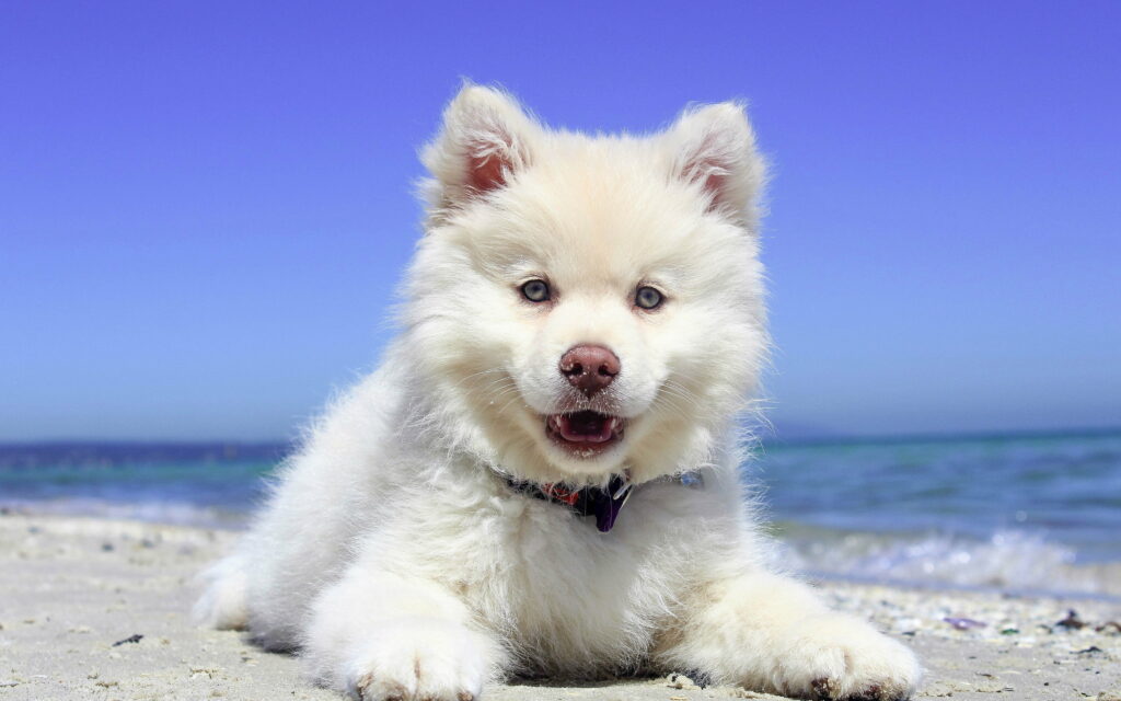 Fluff-tastic Samoyed Pup: A Cute and Furry Addition to Your 4K Wallpaper Background Collection