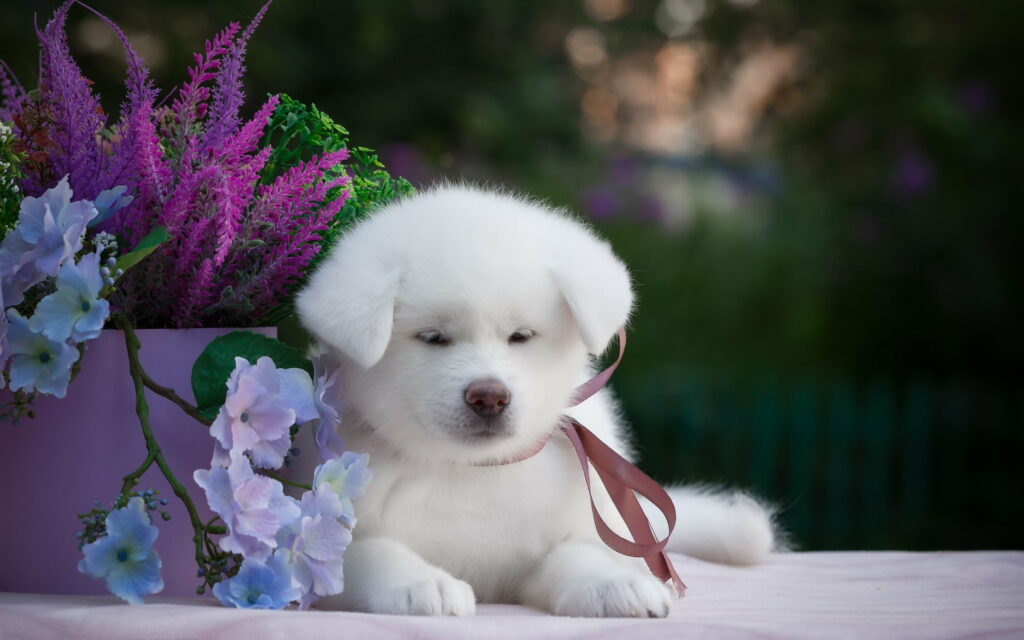 Fluffy white Akita puppy with pink ribbon surrounded by purple and blue flowers in garden Wallpaper
