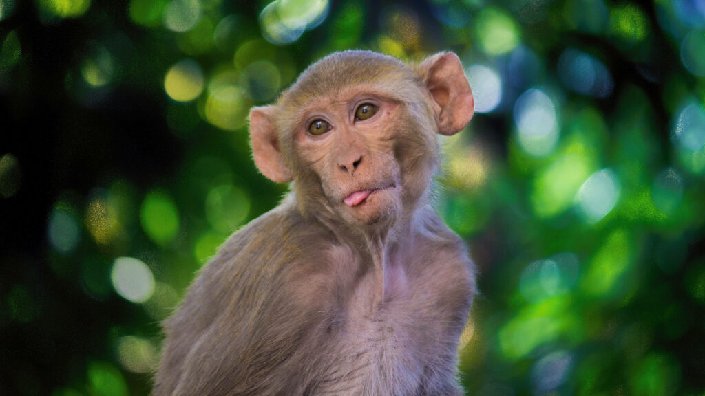 Tan-furred Goofball: Rhesus Macaque Monkey Wallpaper