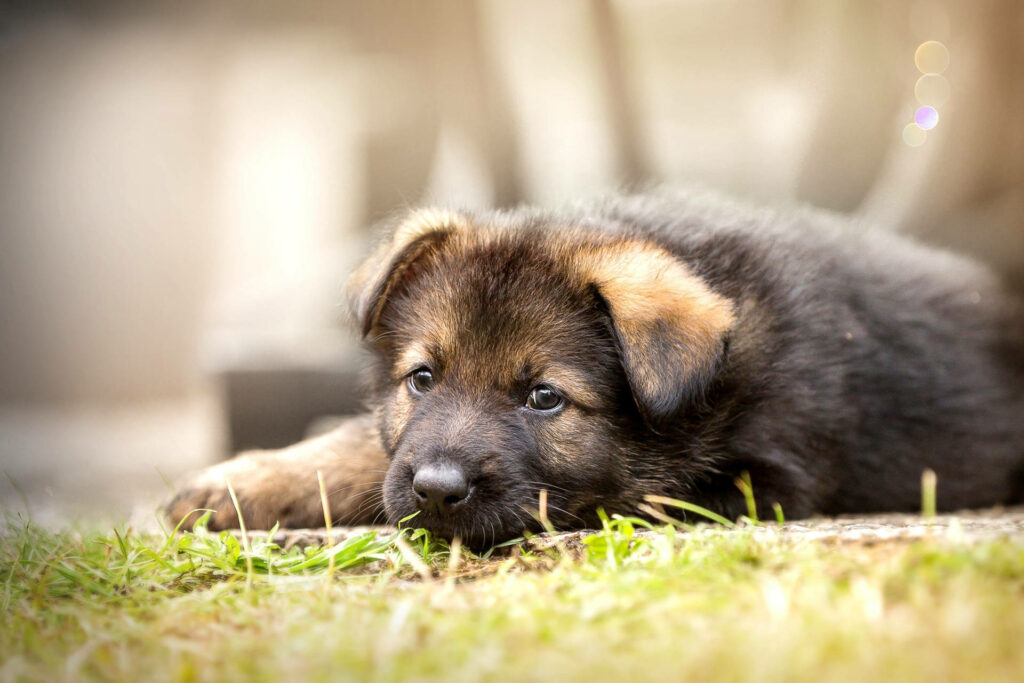 Cuteness Overload: Delightful German Shepherd Pup Lounging on Green Meadow - Adorable Puppy as a Lovely Background Picture Wallpaper
