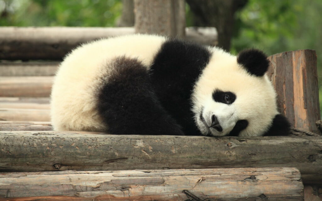 A Dreaming Little Panda: A Heartwarming Image of a Cute Bear Cub Enveloped in Peaceful Slumber Wallpaper
