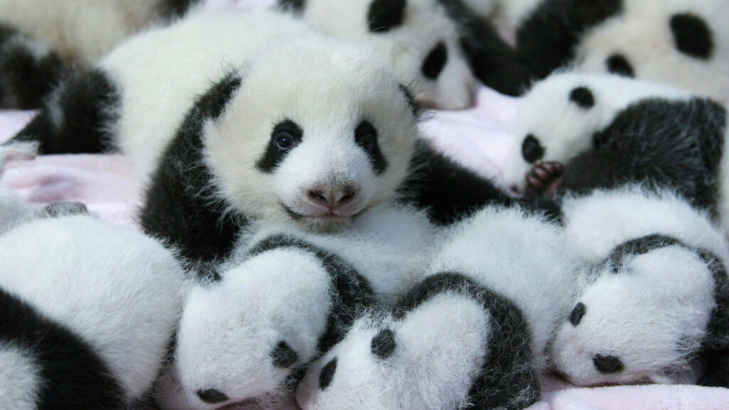 Adorable Baby Pandas Resting on Soft Bed: Captivating HD Wallpaper for a Relaxing Background