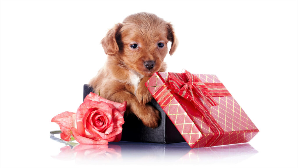 A Delightful Puppy Surrounded by Gift Boxes and a Red Rose on a Whimsical White Backdrop Wallpaper