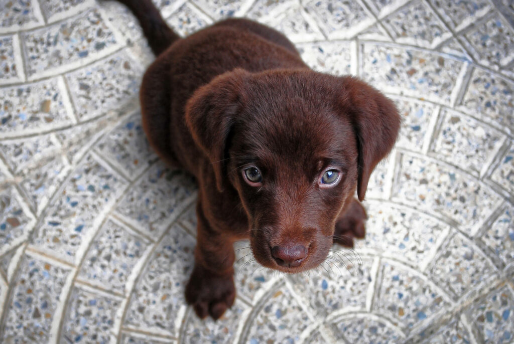 Cuteness Overload: A Charming Chocolate Labrador Pup Poses on a Cozy Floor Wallpaper