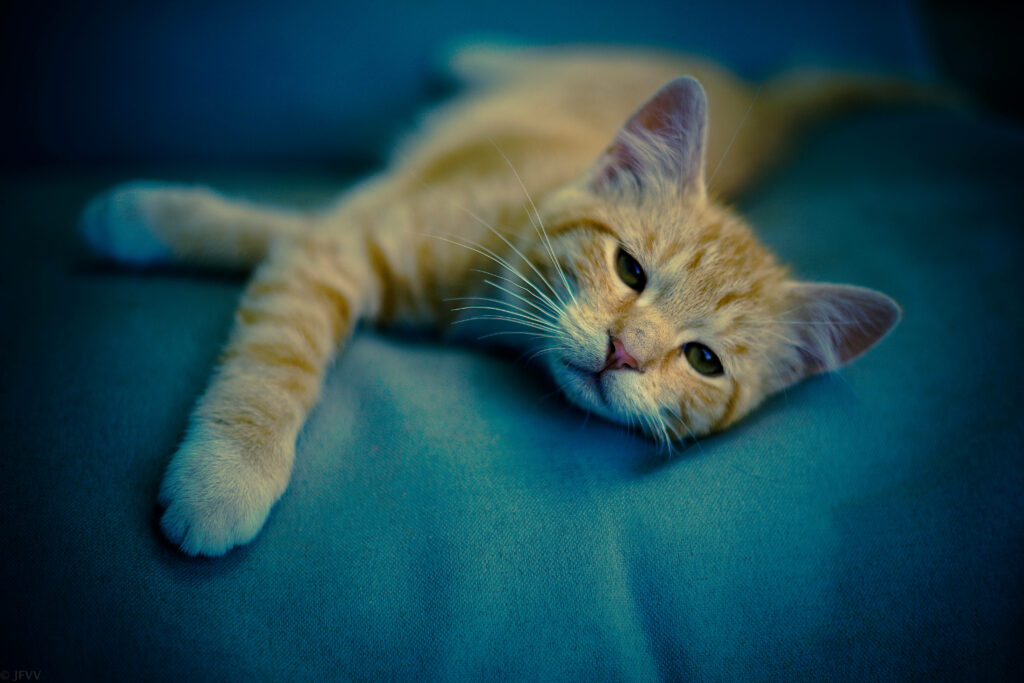 Adorable Brown Feline Enjoying a Serene Nap amid Lush Greenery - Enchanting Cat Wallpaper
