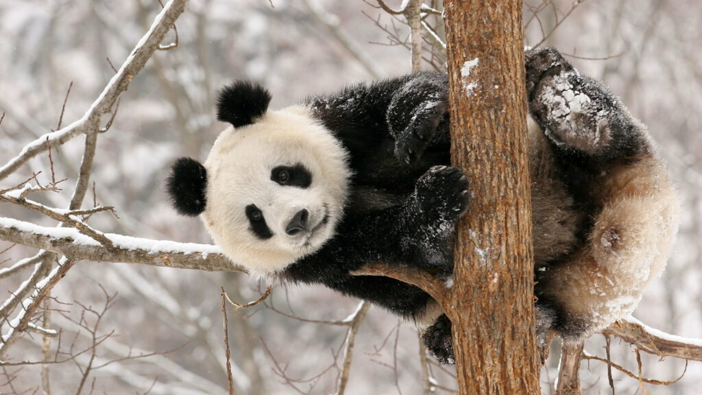Cuteness Overload: Captivating HD Chinese Panda Photography Wallpaper