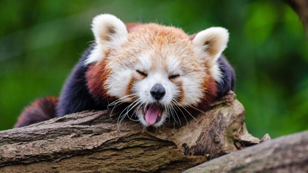 Red Panda Puppy Perfection: An Irresistibly Adorable Snuggle-Ready Companion Wallpaper