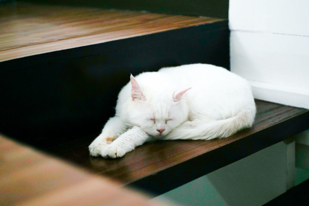 A Dreamy Feline Finds Serenity on Home Steps - Irresistible Catnap Bliss Wallpaper