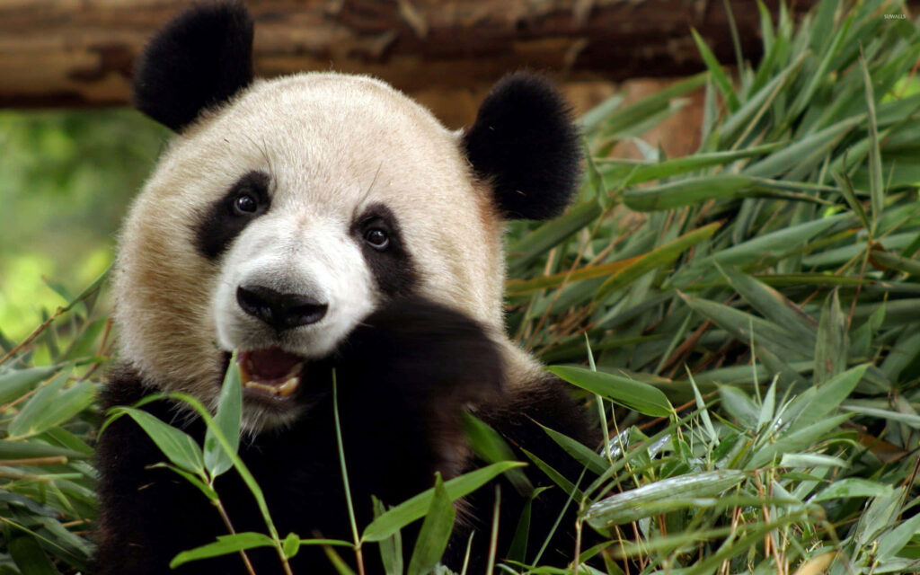 Panda Chow Time: Adorable Laptop Wallpaper of a Hungry Bamboo-Munching Cutie