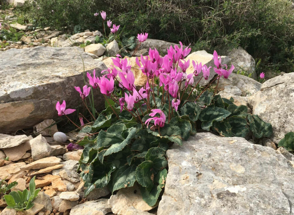 Cyclamen Repandum pink flowers with patterned green leaves growing on rugged grey rocky background Wallpaper