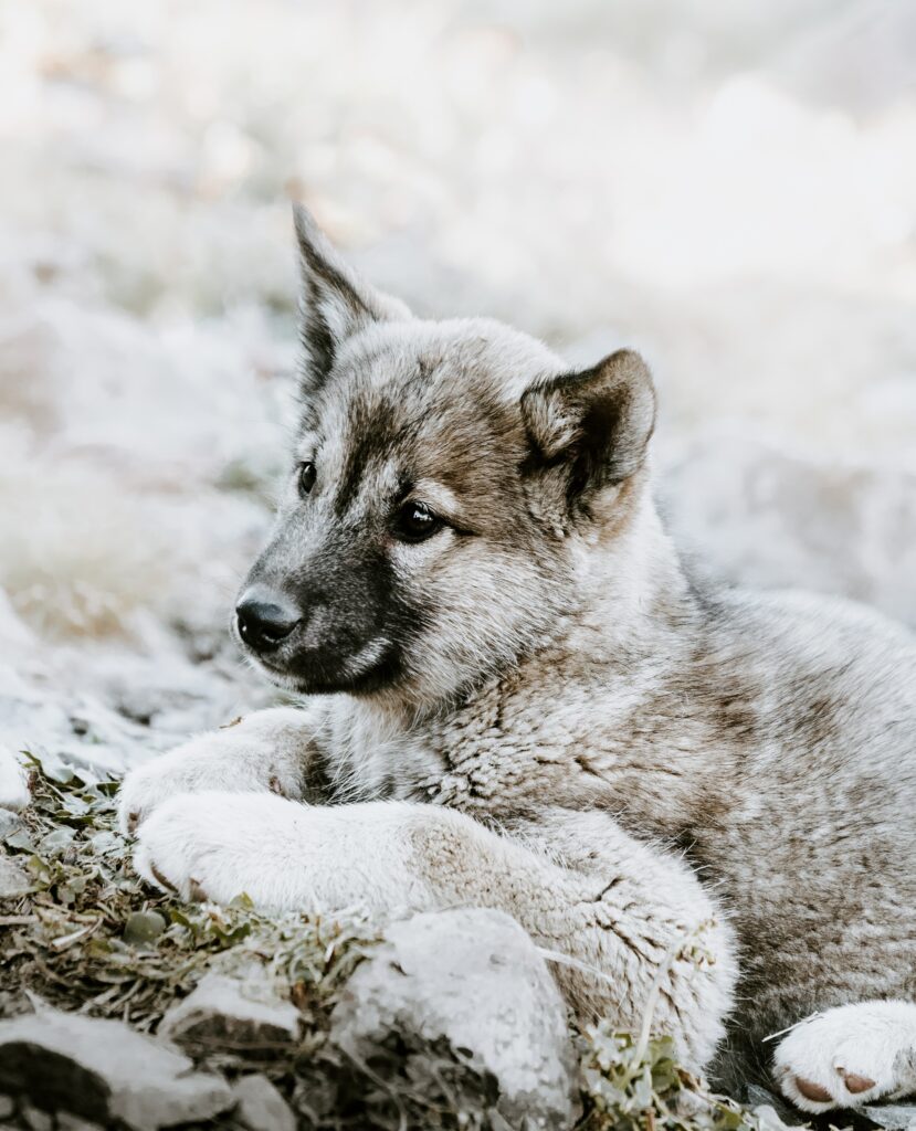 Czechoslovakian Wolfdog Puppy in Serene Rocky Grass Background Wallpaper