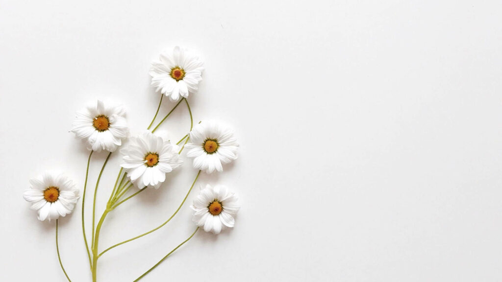 White Delight: A Sweet Aesthetic Daisy Wallpaper on a Pristine White Background