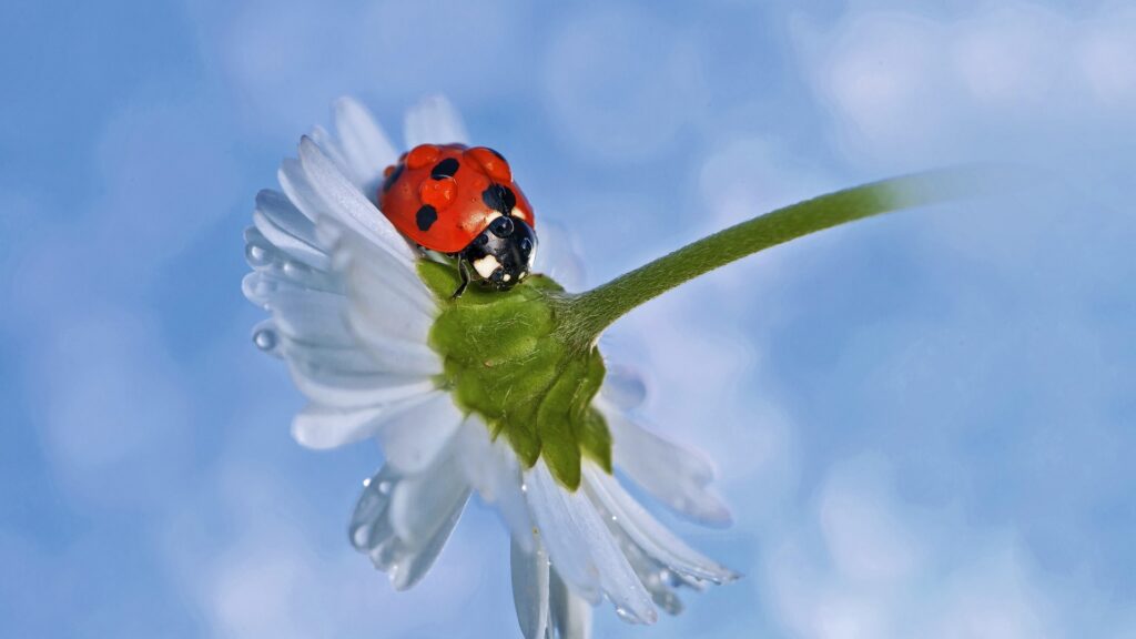 A Breathtaking Encounter: Marveling at a Dew-Kissed White Blossom, a Magnificent Macro View of an Insect Wallpaper