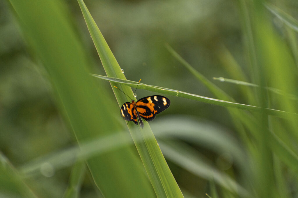 Dainty Swallowtail Butterfly Delicately Resting on Grass in Adorable Close-Up Capture Wallpaper