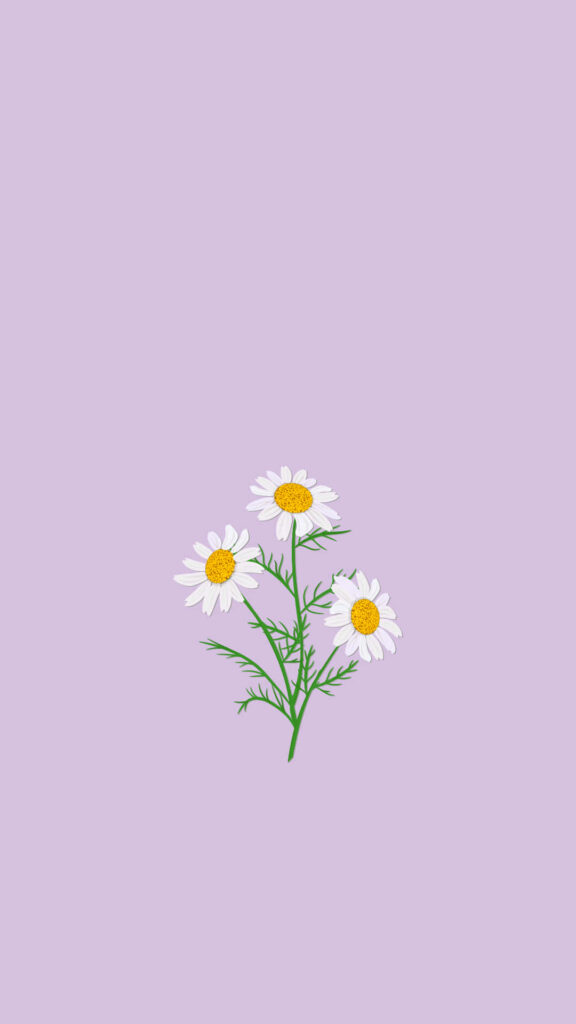 Dainty Daisies: A Delightful Spring Wallpaper for your iPhone