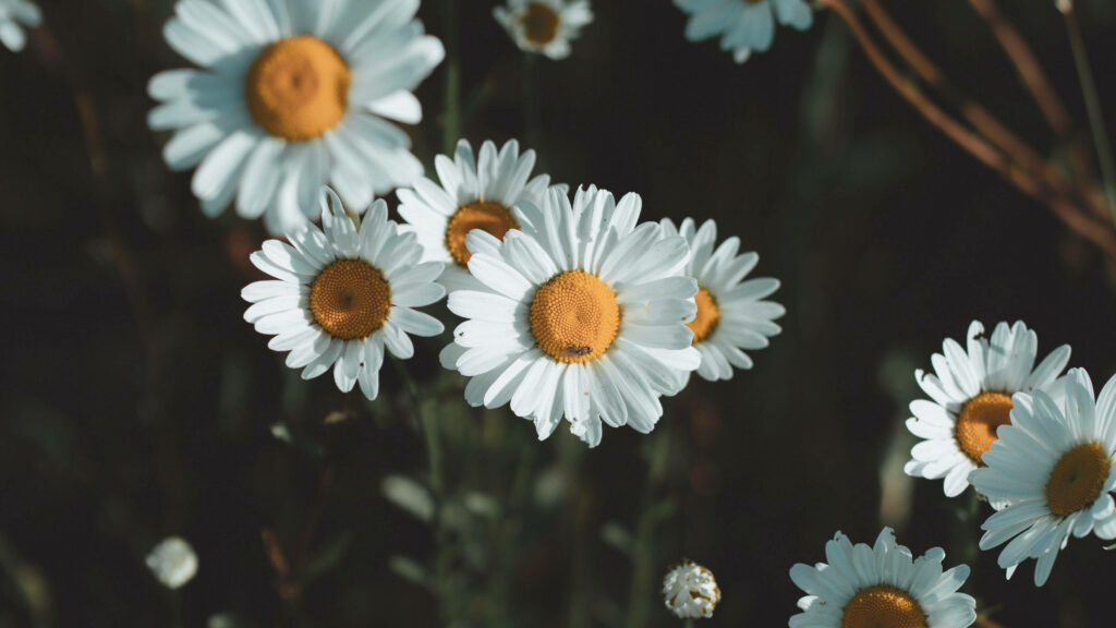 A Field of Blooming Daisy Flowers Gracing an Ethereal 4k Wallpaper