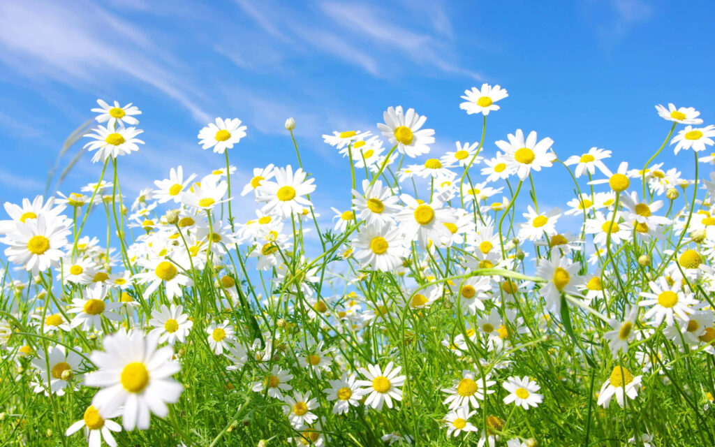 Blissful Daisy Laptop Wallpaper: Enchanting Flowers Blossoming Against a Radiant Blue Sky