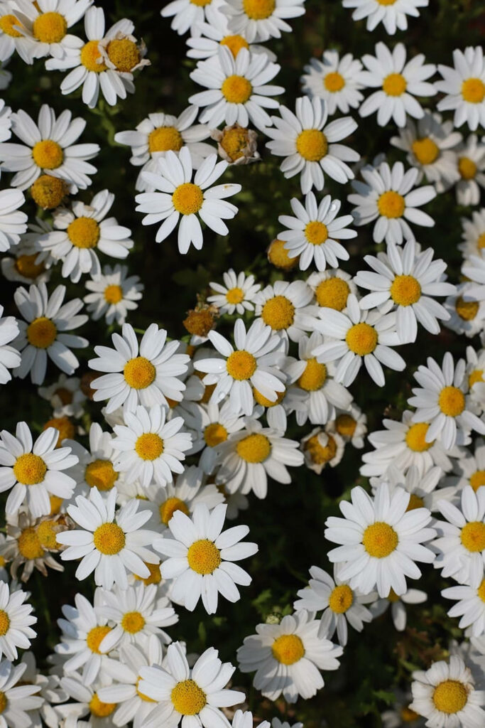 Daisy Bliss: Captivating Phone Wallpaper of a Real White Daisy Field