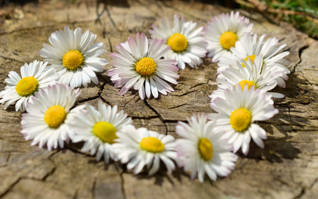 Romantic wallpaper with white daisies arranged on a cracked tree stump in natural light