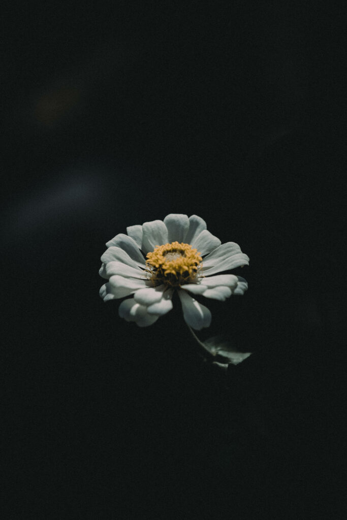 Stunning Daisy Wallpaper: Bold Contrast for High-Resolution Displays