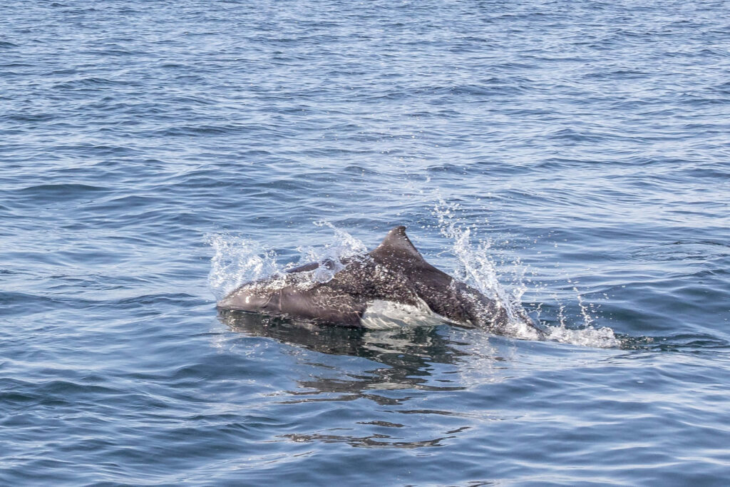Dalls Porpoise swimming fast in blue ocean with dynamic splashes and open water background Wallpaper