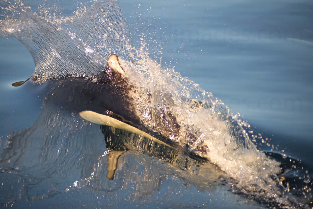 Dalls Porpoise gliding through calm blue ocean water with dynamic splash and motion wallpaper