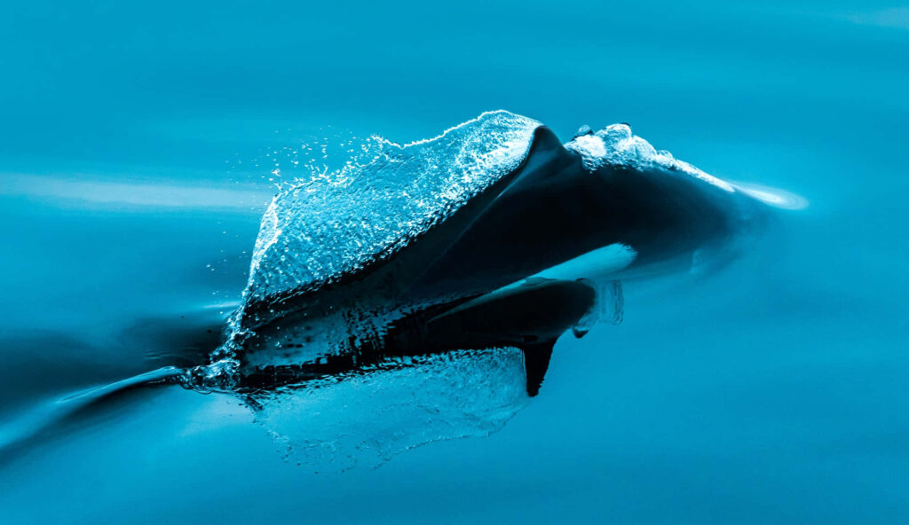 Dalls Porpoise swimming fast underwater with splash vivid blue ocean dynamic marine mammal Wallpaper