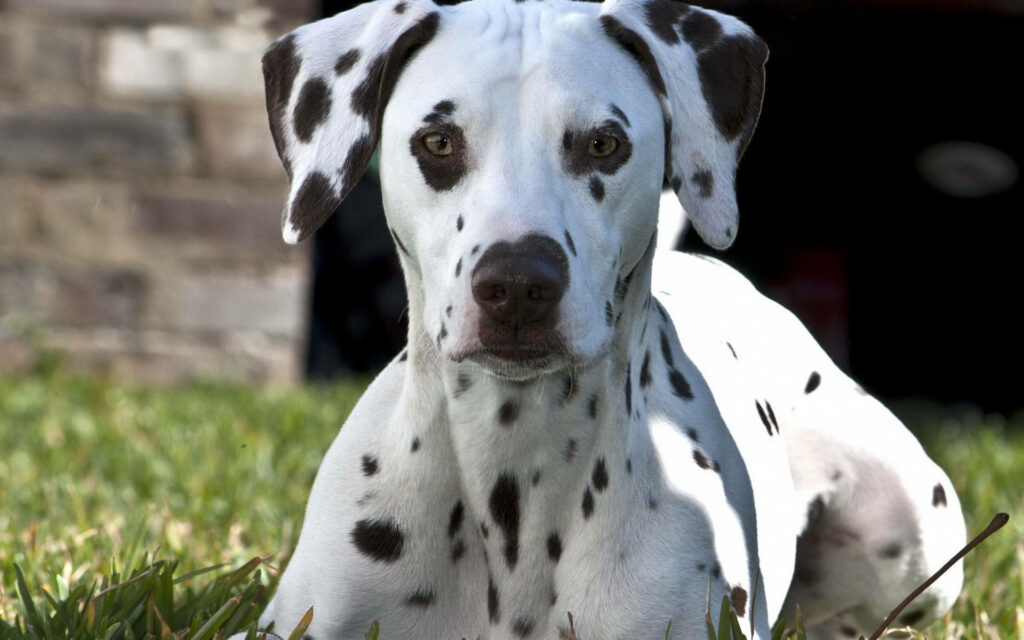 Close-up of Dalmatian dog with black spots white fur alert expression outdoor wallpaper background