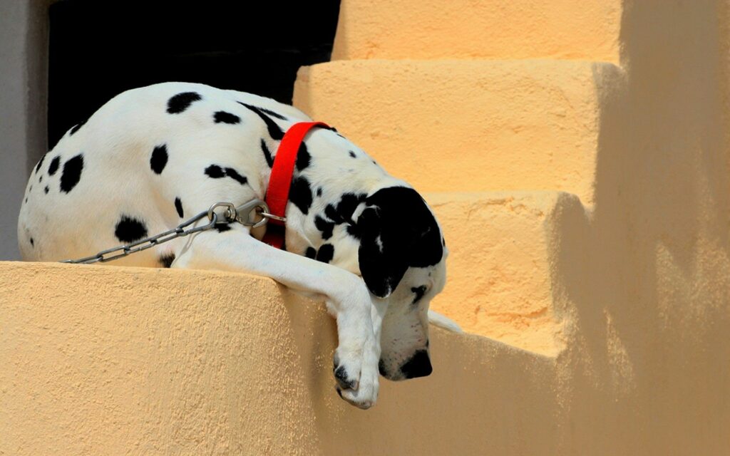 Dalmatian Dog on Sunlit Ledge: Serene Wallpaper Background
