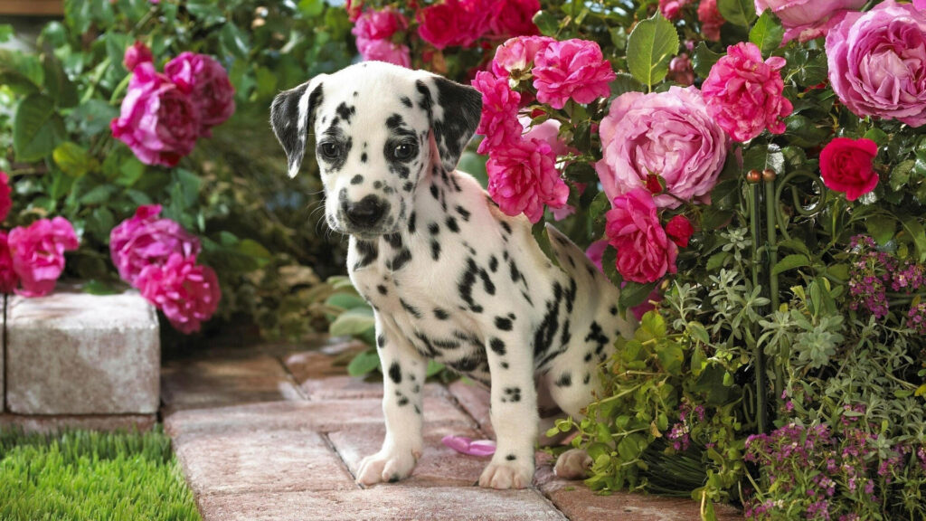 Dalmatian puppy sitting among vibrant pink roses in lush green garden natural dog wallpaper
