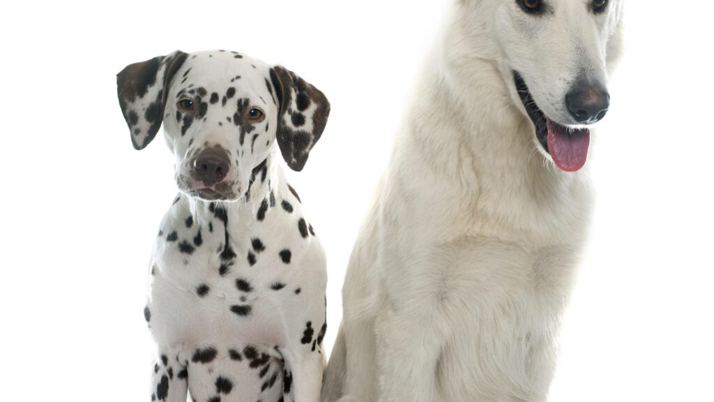 Dalmatian and White Shepherd dogs sitting together on white background high resolution wallpaper