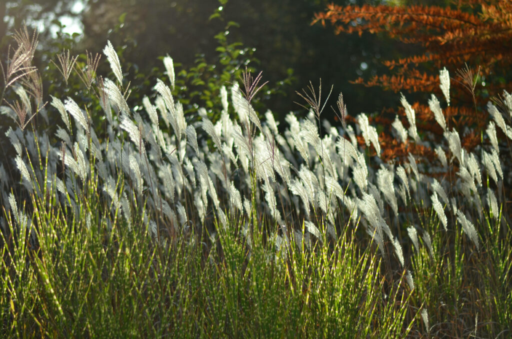 Serene Meadow Symphony: Captivating White Blossoms Swaying in the Breeze, Perfect for Tranquil Desktop Landscapes Wallpaper