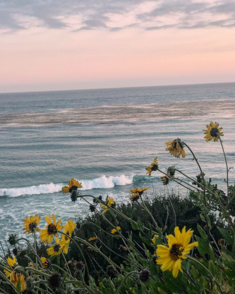 Dreamy Dandelions: A Serene Vista of Malibu's Ocean Waters and Coastal Beauty Wallpaper
