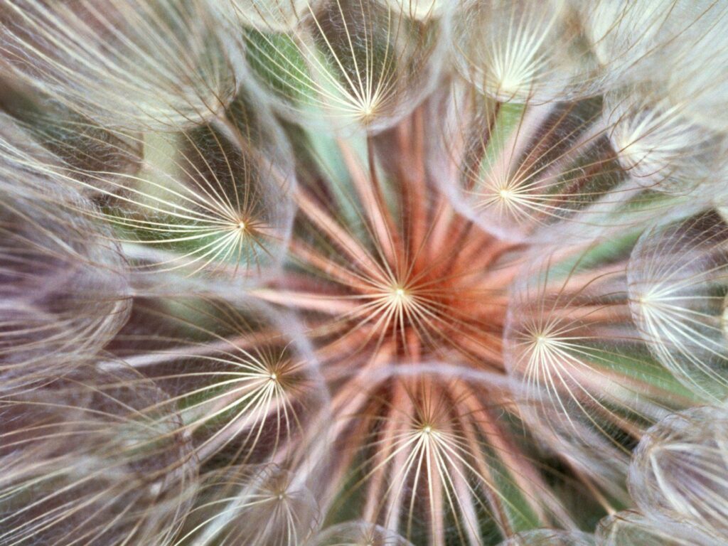 Intricate Dandelion Seeds Wallpaper: Soft Textures & Patterns