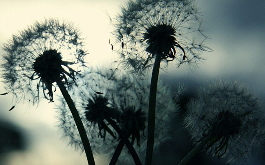Dandelion Silhouettes on Soft Dusky Background - Tranquil Wallpaper